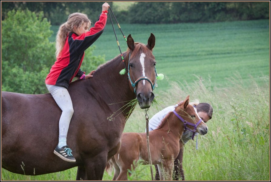Asbach Fohlenshow 2014 051